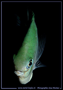 Face to face with this little Damsel Fish... in the Red S... by Michel Lonfat 